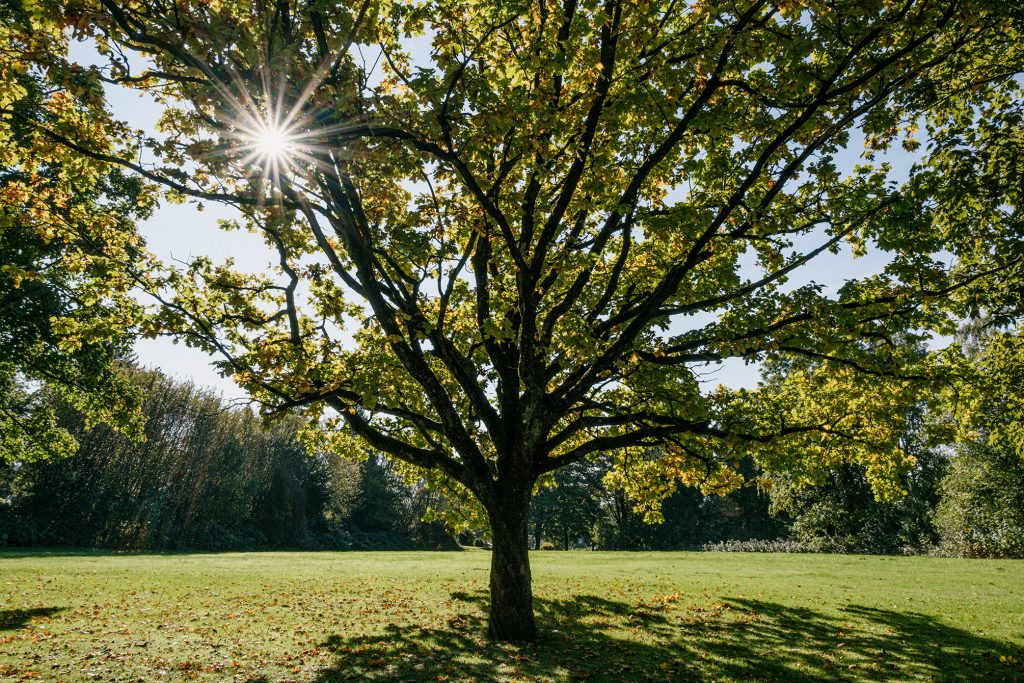 Friedhof mit 16 mm (24 KB), Foto: Martin Hülle
