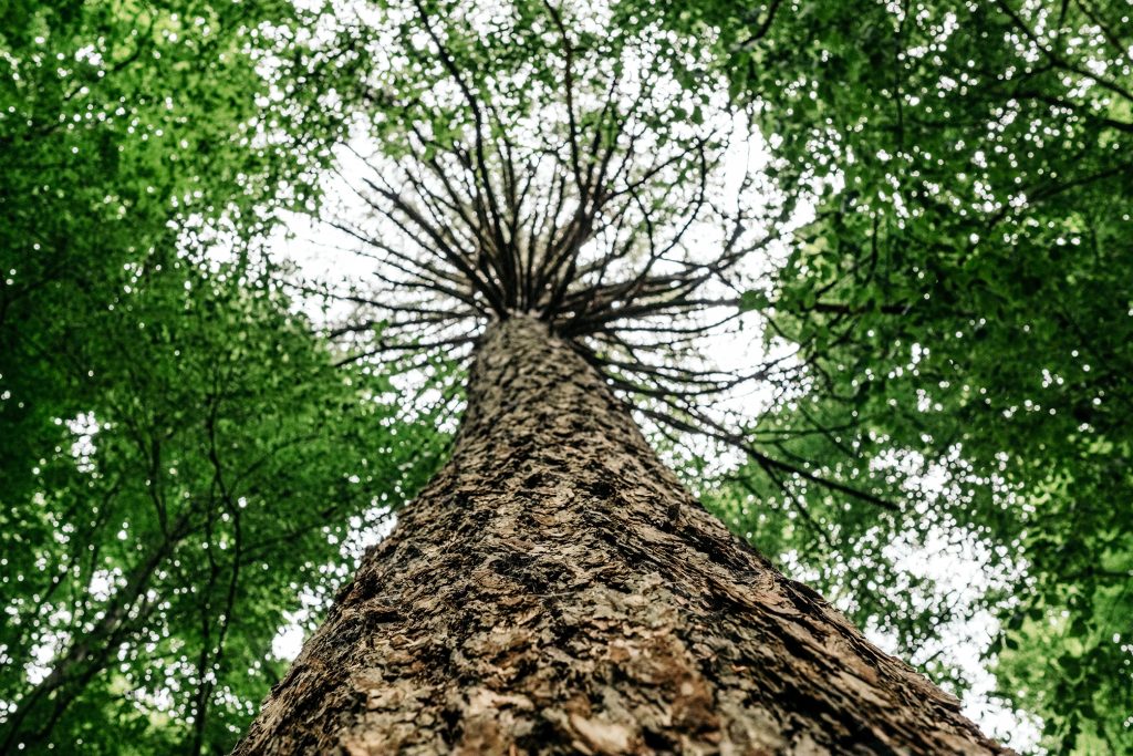 Ein Streifzug durch den Wald, Foto: Martin Hülle