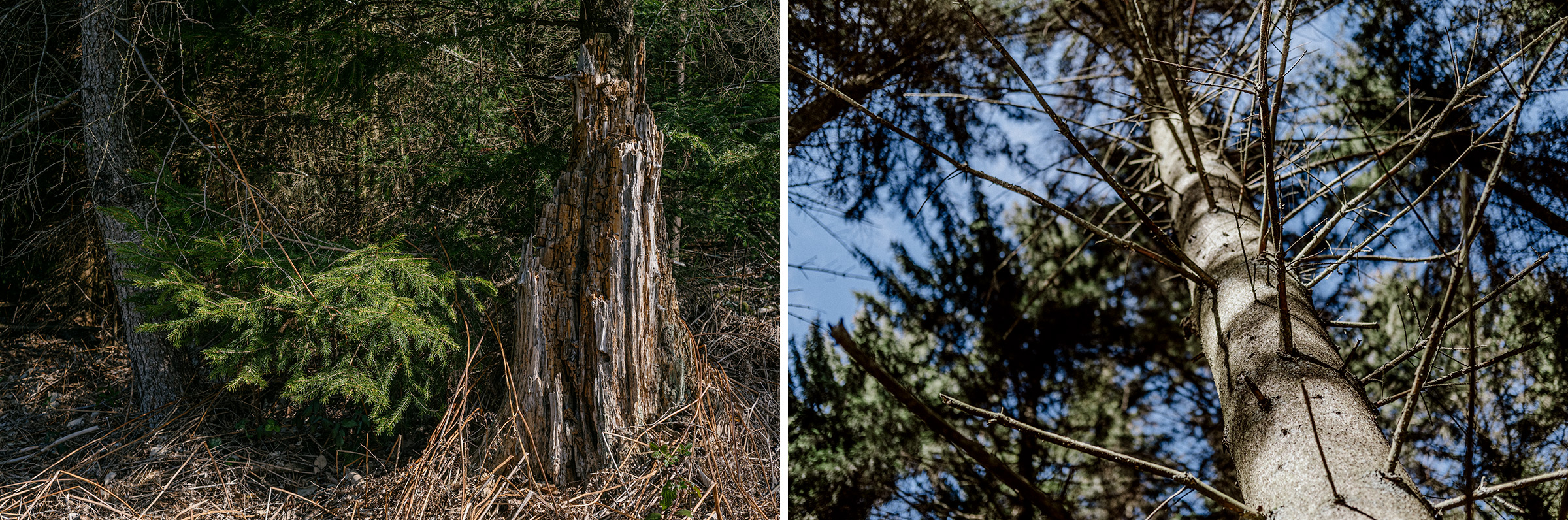 Fotokurs Ein Streifzug durch den Wald, Foto: Martin Hülle
