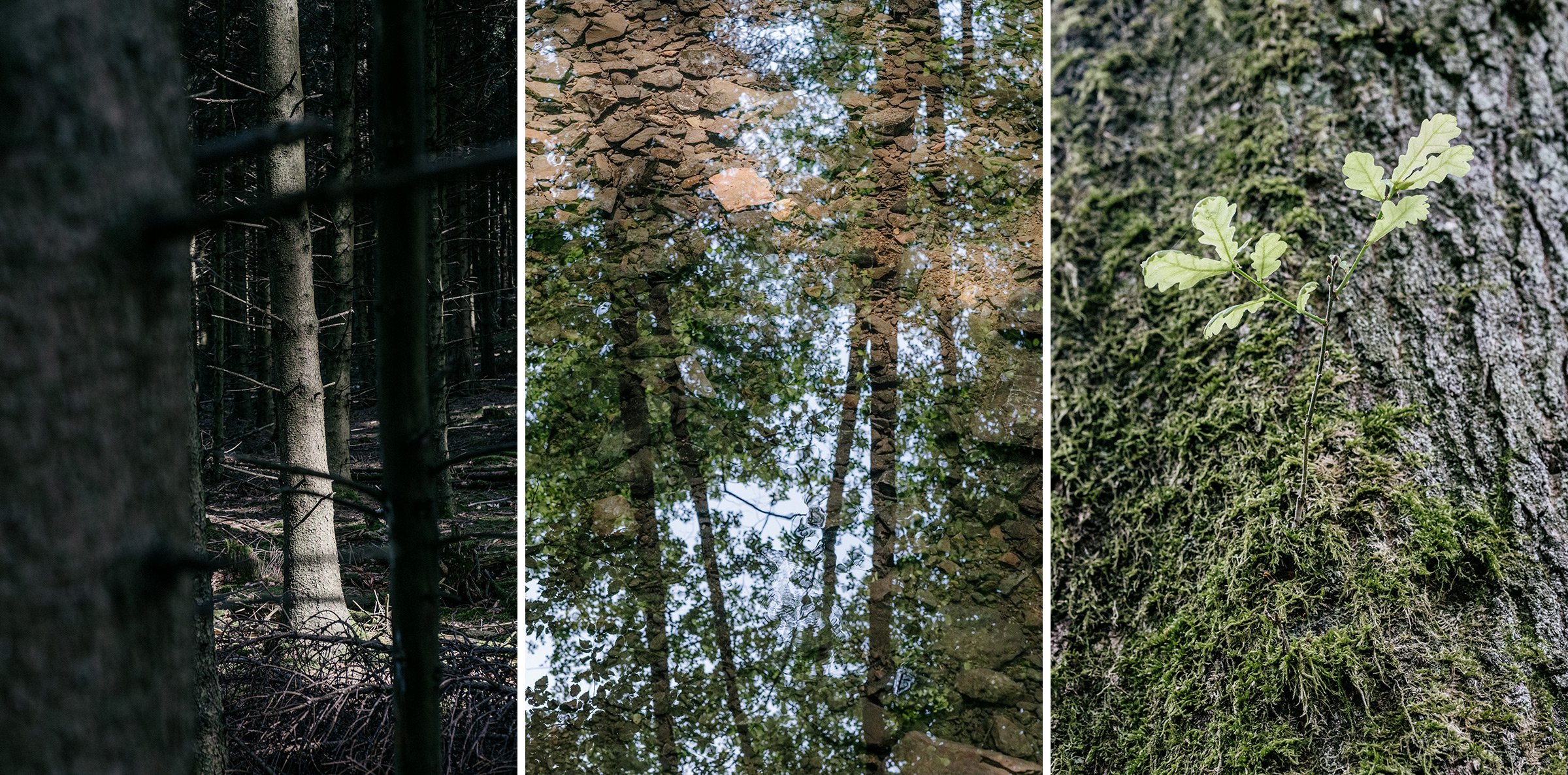 Fotoworkshop Ein Streifzug durch den Wald, Foto: Martin Hülle