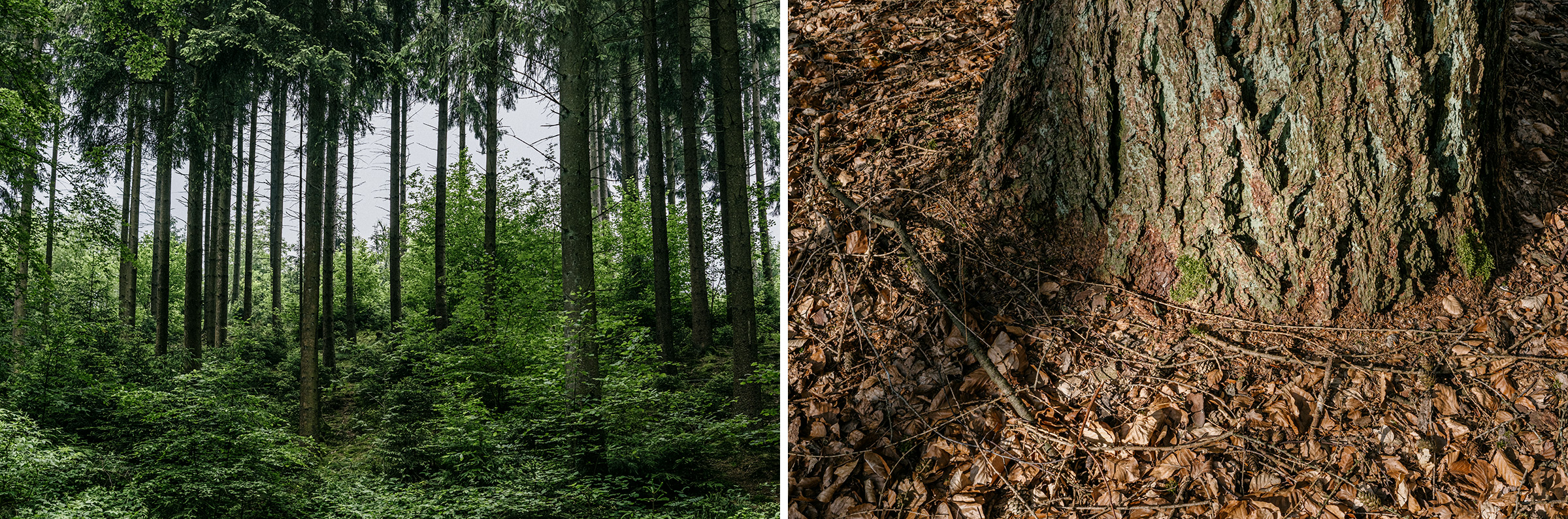 Waldfotografie Ein Streifzug durch den Wald, Foto: Martin Hülle