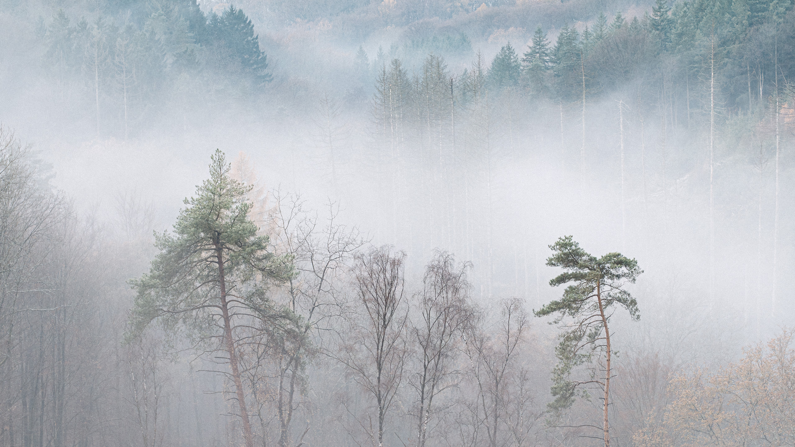 Forest, Foto: Martin Hülle